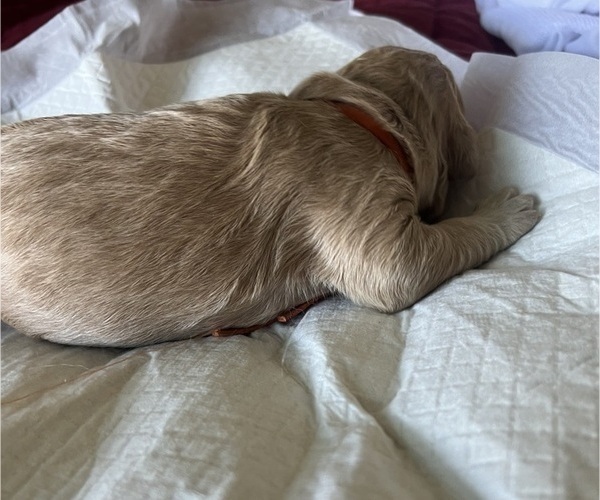 Medium Photo #91 Goldendoodle Puppy For Sale in PHOENIX, AZ, USA