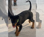 Small #1 Rottweiler