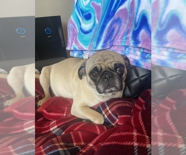 Medium Photo #1 Pug Puppy For Sale in MARINETTE, WI, USA