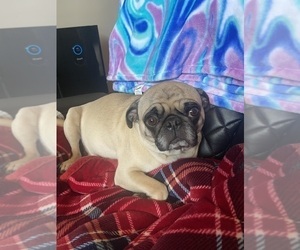 Mother of the Pug puppies born on 03/28/2025