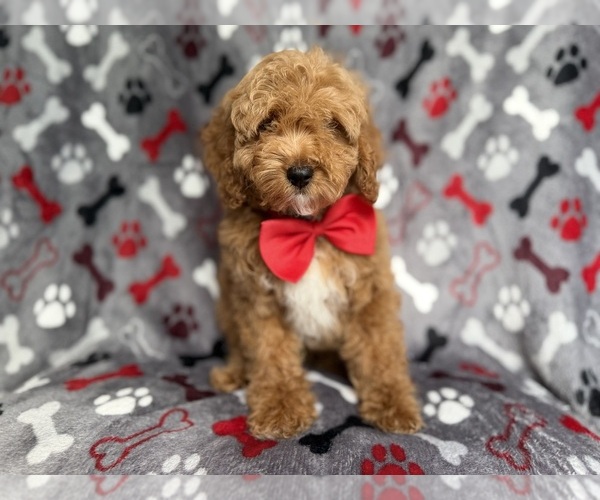 Medium Photo #3 Cockapoo (Miniature) Puppy For Sale in LAKELAND, FL, USA