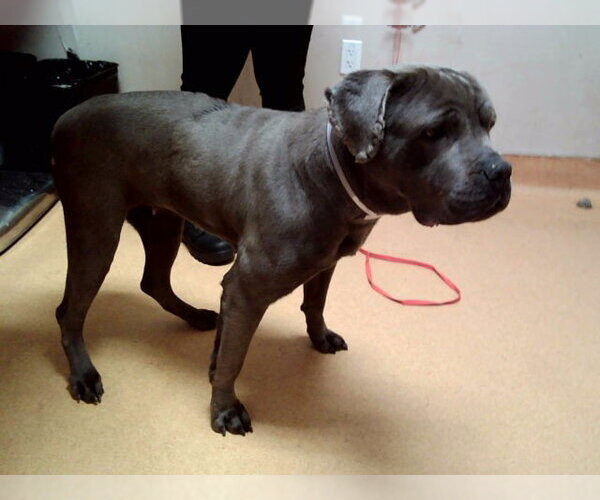 Medium Photo #1 Mutt Puppy For Sale in Martinez, CA, USA