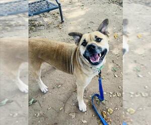 German Shepherd Dog Dogs for adoption in Santa Barbara, CA, USA