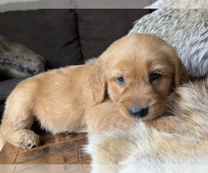 Golden Retriever Puppy for sale in FORDLAND, MO, USA