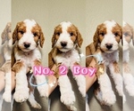 Puppy Puppy 2 Labradoodle-Poodle (Standard) Mix
