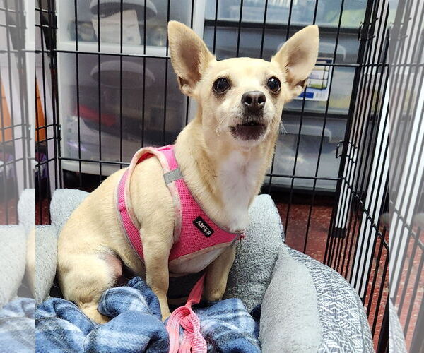 Medium Photo #11 Chihuahua-Unknown Mix Puppy For Sale in Fargo, ND, USA