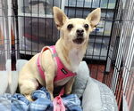 Small #10 Chihuahua Mix