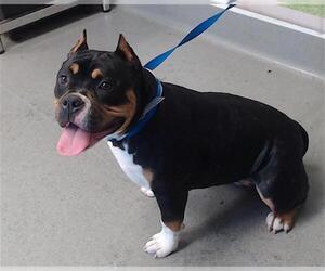 Staffordshire Bull Terrier Dogs for adoption in San Francisco, CA, USA