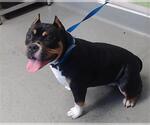 Small Staffordshire Bull Terrier
