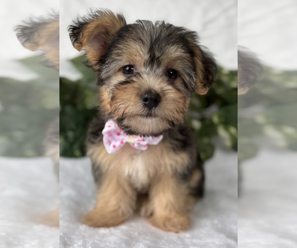 Medium Photo #19 Morkie Puppy For Sale in ROCK STREAM, NY, USA