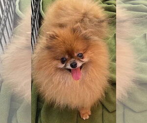 Pomeranian Dogs for adoption in Irvine, CA, USA