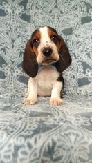 Basset Hound Puppy for sale in EDEN, PA, USA