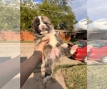 Small Photo #1 Akita Puppy For Sale in ARLINGTON, TX, USA