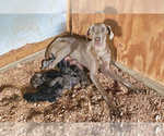 Small Photo #1 Great Dane Puppy For Sale in LEITCHFIELD, KY, USA