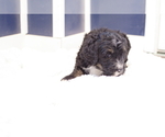 Small Photo #5 Bernedoodle Puppy For Sale in GREAT FALLS, MT, USA