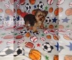 Puppy 2 Yorkshire Terrier