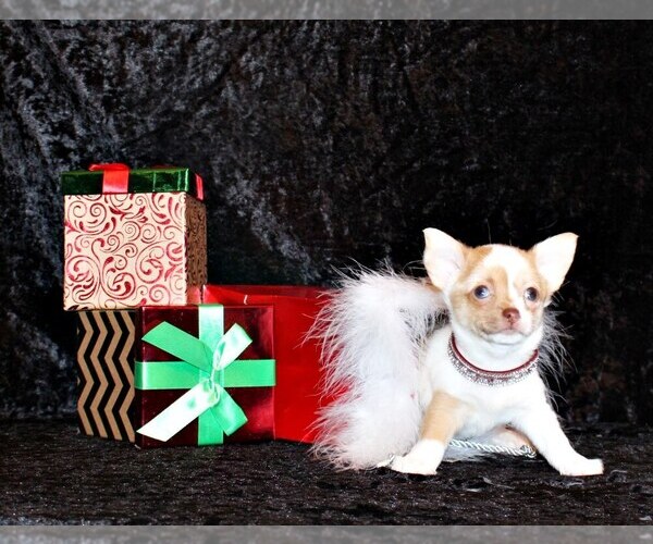 Medium Photo #32 Chihuahua Puppy For Sale in CHARLESTON, AR, USA