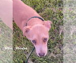 Small #2 American Pit Bull Terrier-Labrador Retriever Mix