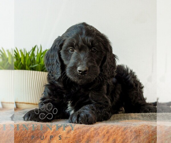 Medium Photo #4 Goldendoodle (Miniature) Puppy For Sale in LITITZ, PA, USA