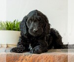 Small #3 Goldendoodle (Miniature)