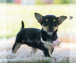 Small #3 Chihuahua