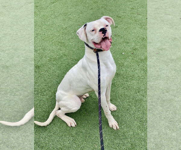 Medium Photo #3 Boxer Puppy For Sale in Austin, TX, USA