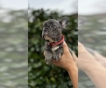 Small #1 French Bulldog