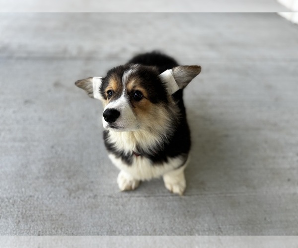 Medium Photo #3 Pembroke Welsh Corgi Puppy For Sale in COBLESKILL, NY, USA