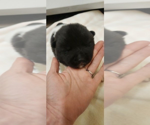 Medium Photo #4 Akita Puppy For Sale in LAKEBAY, WA, USA