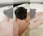 Small Photo #4 Akita Puppy For Sale in LAKEBAY, WA, USA