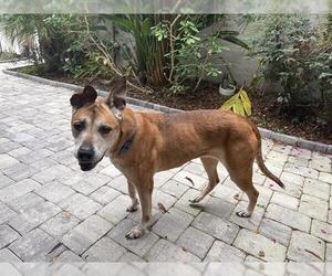 Labrador Retriever Dogs for adoption in Orlando, FL, USA