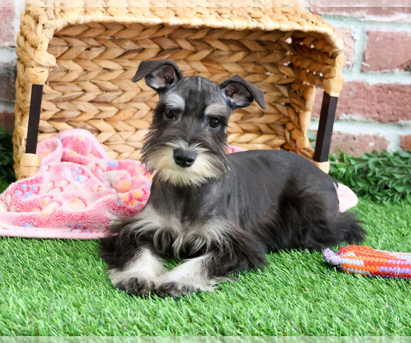 Medium Photo #21 Schnauzer (Miniature) Puppy For Sale in SYRACUSE, IN, USA