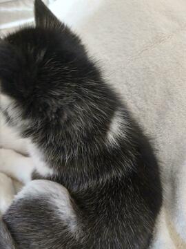 Medium Photo #8 Siberian Husky Puppy For Sale in ELLENDALE, MN, USA