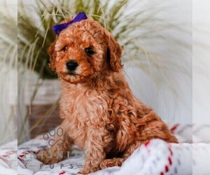 Poodle (Miniature) Puppy for sale in LAGRANGE, IN, USA