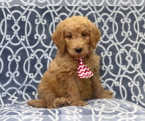 Goldendoodle Puppy for sale in LAKELAND, FL, USA