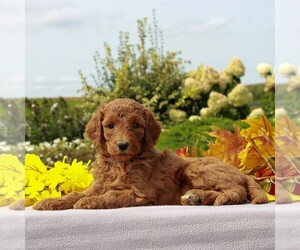 Goldendoodle-Poodle (Standard) Mix Puppy for sale in HONEY BROOK, PA, USA