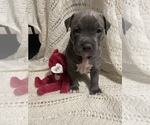 Small Photo #6 American Bully Puppy For Sale in Innisfil, Ontario, Canada