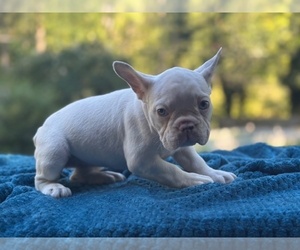 French Bulldog Puppy for sale in POWHATAN, VA, USA