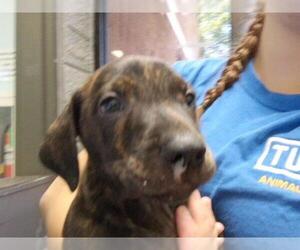 Mutt Dogs for adoption in Tulsa, OK, USA