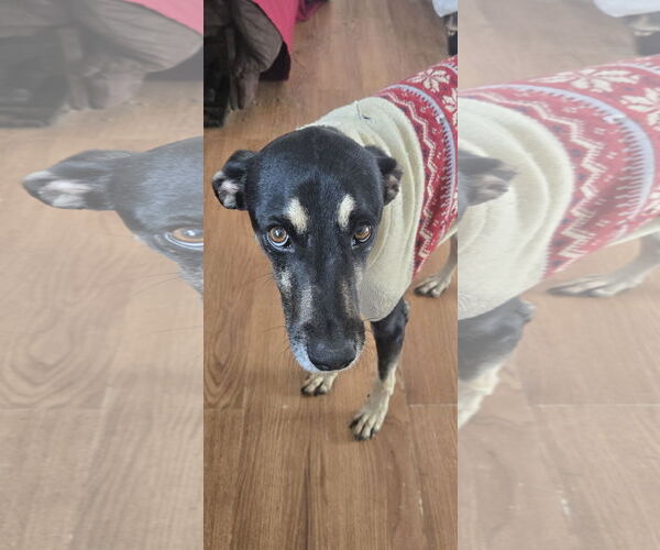 Medium Photo #4 Mutt Puppy For Sale in NYC, NY, USA