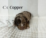 Small Photo #20 Miniature Australian Shepherd Puppy For Sale in NEW PORT RICHEY, FL, USA