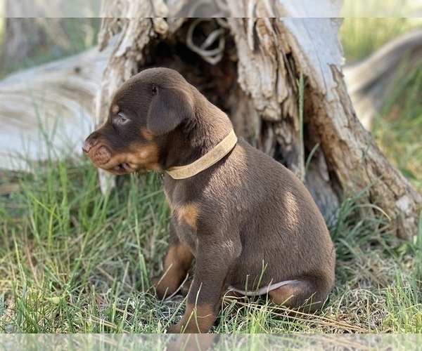Medium Photo #6 Doberman Pinscher Puppy For Sale in CHEYENNE, WY, USA