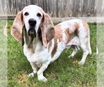 Small Photo #2 Basset Hound Puppy For Sale in Deepwater, NJ, USA