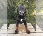 Image preview for Ad Listing. Nickname: Beau