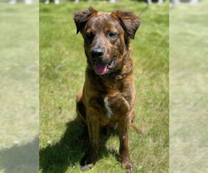 American Staffordshire Terrier-Unknown Mix Dogs for adoption in Minneapolis, MN, USA