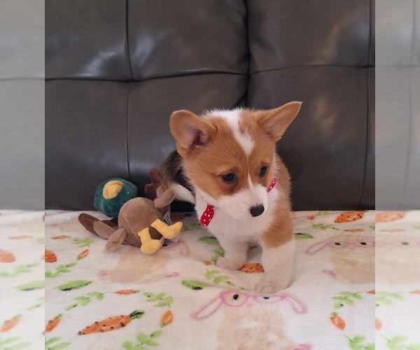 Medium Photo #6 Pembroke Welsh Corgi Puppy For Sale in ARROYO GRANDE, CA, USA