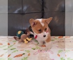 Small #5 Pembroke Welsh Corgi