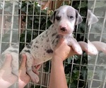 Small Photo #4 Great Dane Puppy For Sale in BEAUMONT, CA, USA