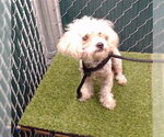 Small Poodle (Miniature) Mix