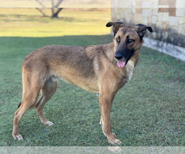 Medium Photo #4 Mutt Puppy For Sale in PIPE CREEK, TX, USA